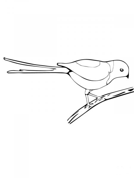 Golden Breasted Starling coloring page image