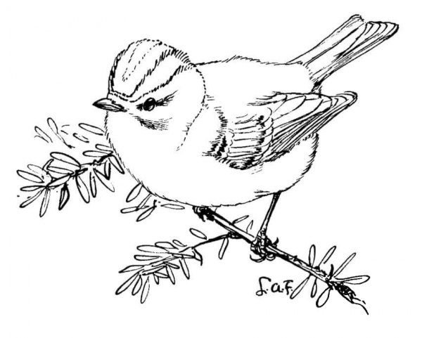 Golden Crowned Kinglet coloring page image