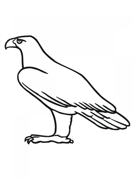 Golden Eagle coloring page image