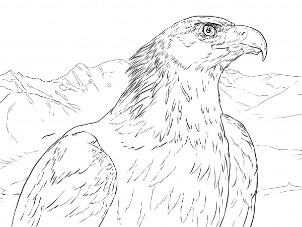 Golden Eagle Portrait coloring page image