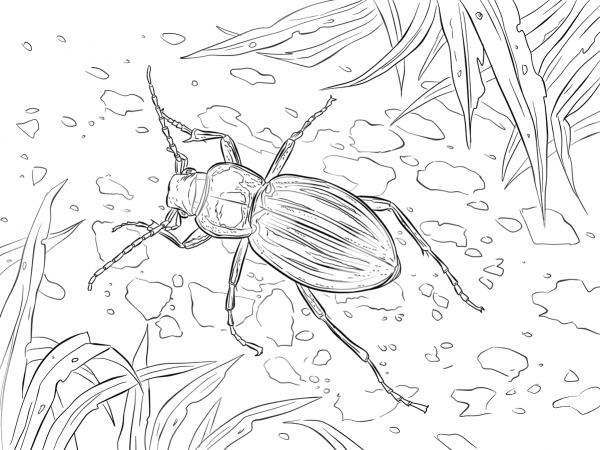 Golden Ground Beetle coloring page image