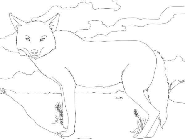 Golden Jackal coloring page image