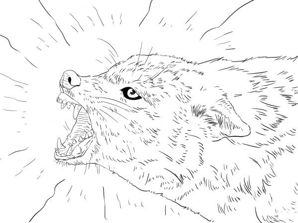 Golden Jackal Portrait coloring page image