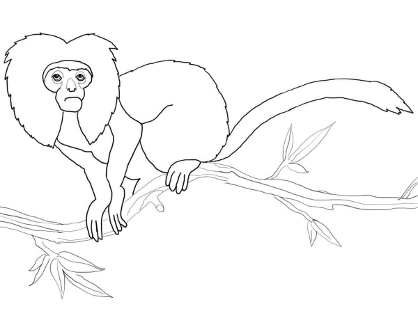 Golden Lion Tamarin coloring page image