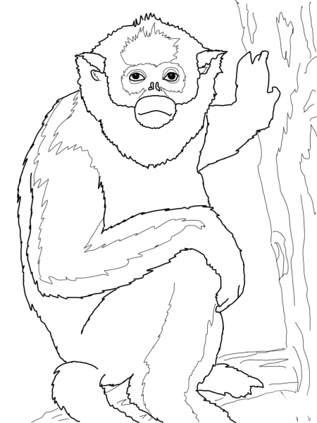 Golden Monkey coloring page image