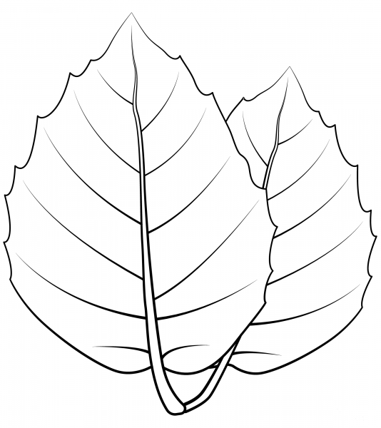 Golden Oak Leaf coloring page image