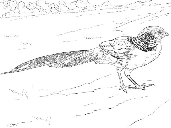 Golden Pheasant Walking coloring page image