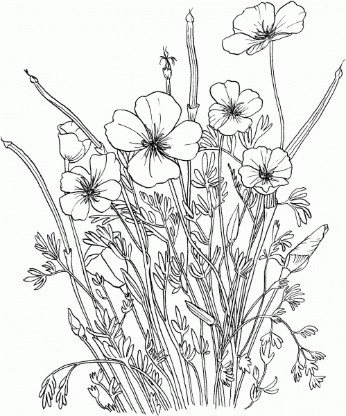 Golden Poppy or California Poppy coloring page image