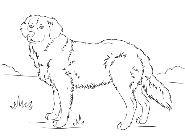 Golden Retriever coloring page image