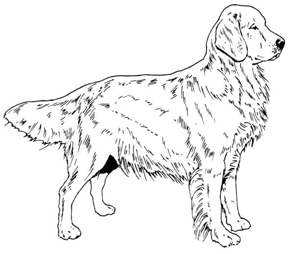 Golden Retriever Dog coloring page image