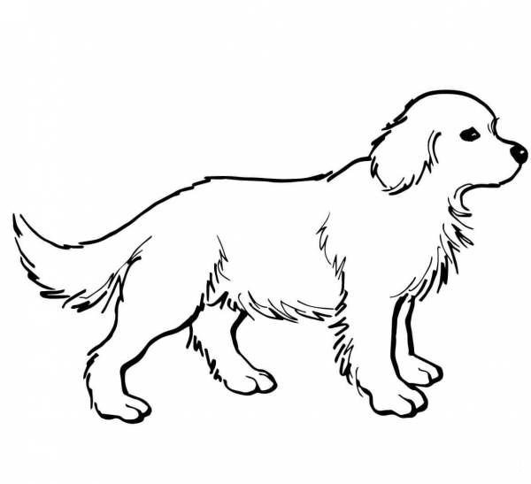 Golden Retriever Puppy coloring page image