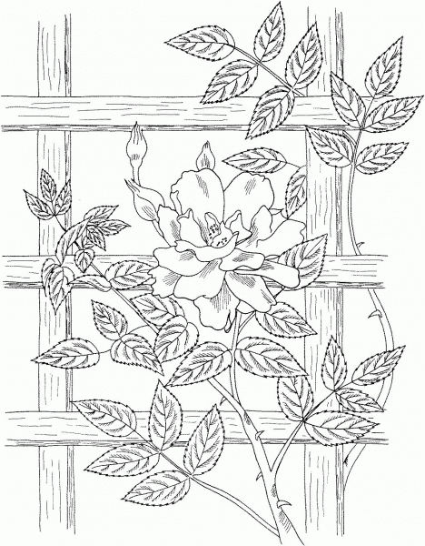 Golden Showers Climbing Rose coloring page image