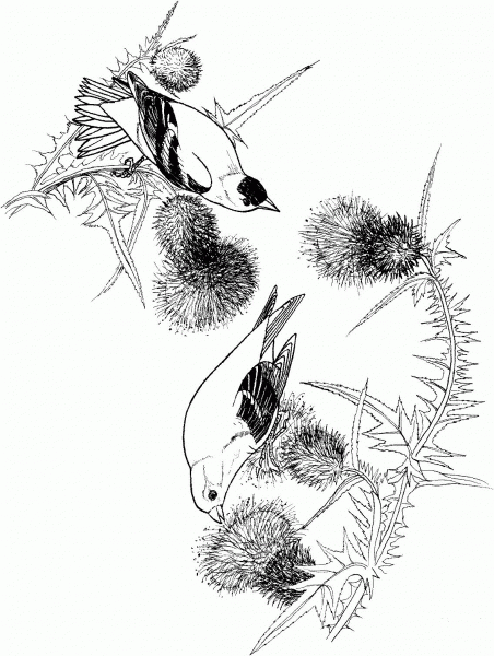 Goldfinch birds coloring page image