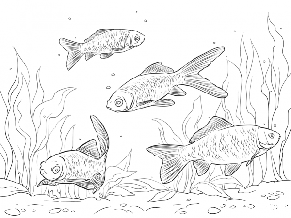 Goldfishes coloring page image
