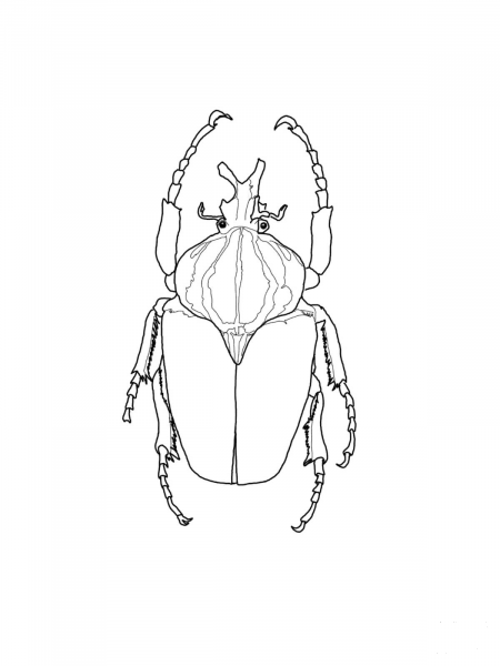 Goliath Beetle coloring page image