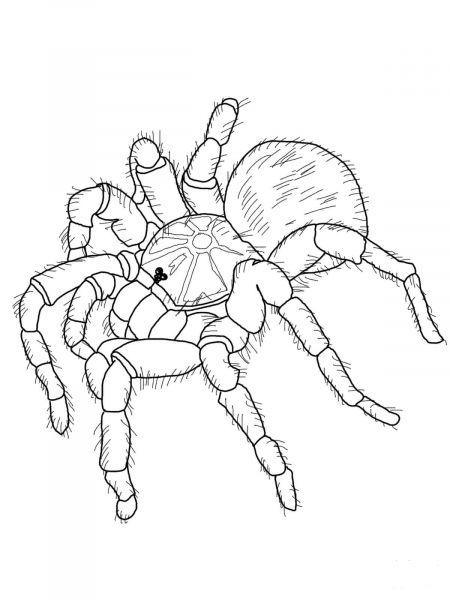Goliath Tarantula coloring page image