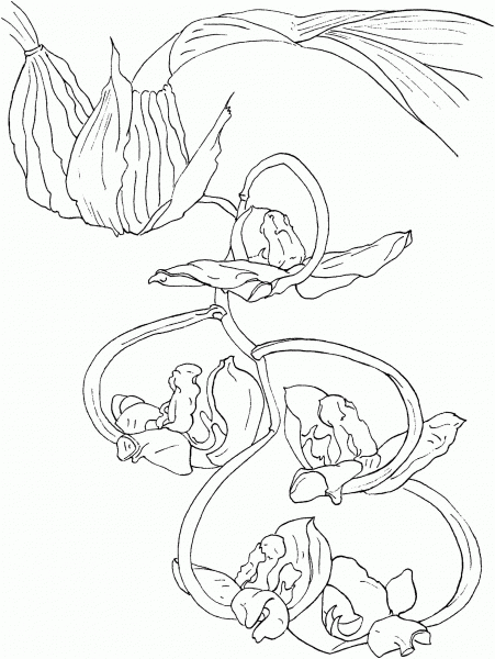 Gongora Galeata Var Luteola Orchid coloring page image