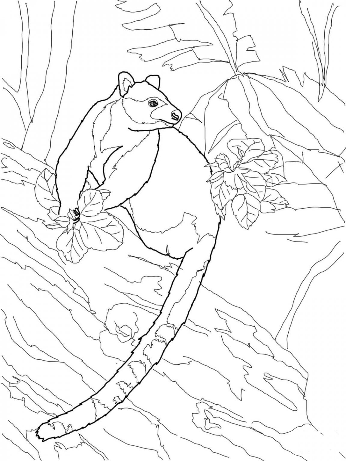 Goodfellow S Tree Kangaroo Coloring Page Colouringpages