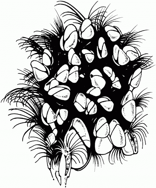 Goose Barnacles coloring page image