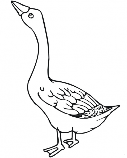 Goose Bird coloring page image