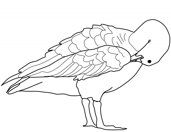 Goose Cleaning Its Feather with Its Beak coloring page image