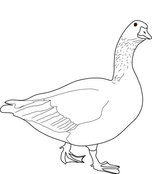 Goose coloring page image