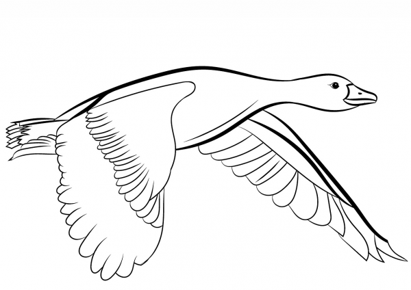 Goose Flying coloring page image