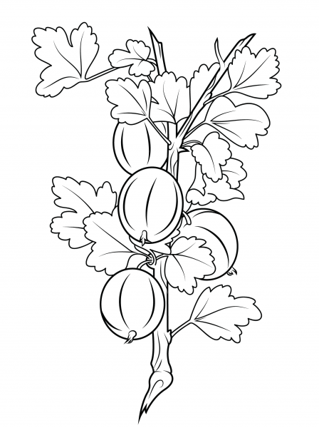 Gooseberries coloring page image