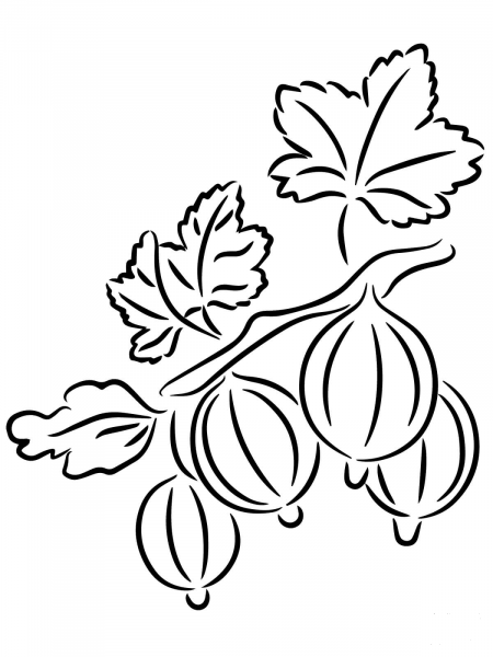 Gooseberries coloring page image