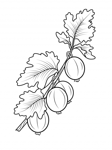 Gooseberry Branch coloring page image