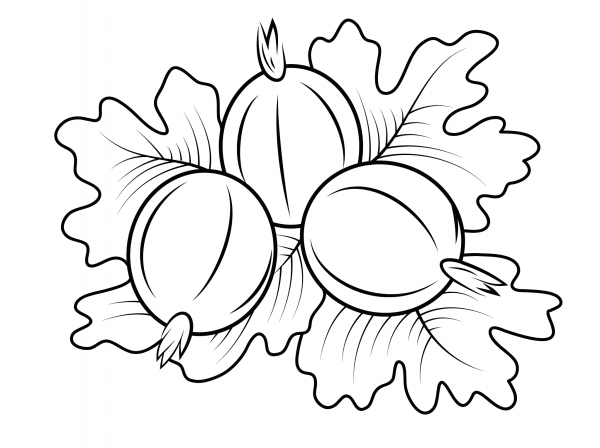 Gooseberry coloring page image