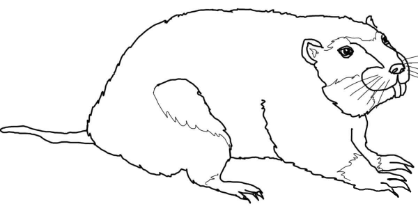 Gopher coloring page image