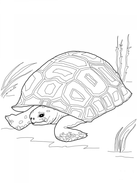 Gopher Tortoise coloring page image