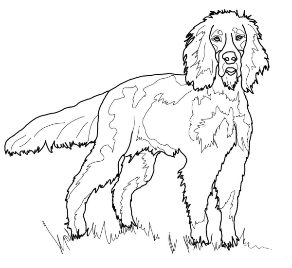 Gordon Setter coloring page image