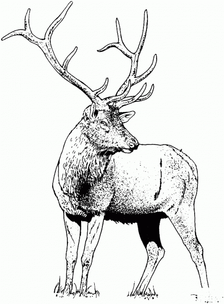 Gorgeous Elk Deer coloring page image