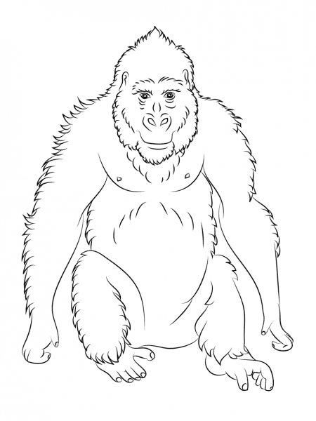 Gorilla Ape coloring page image