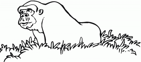 Gorilla At Garden coloring page image