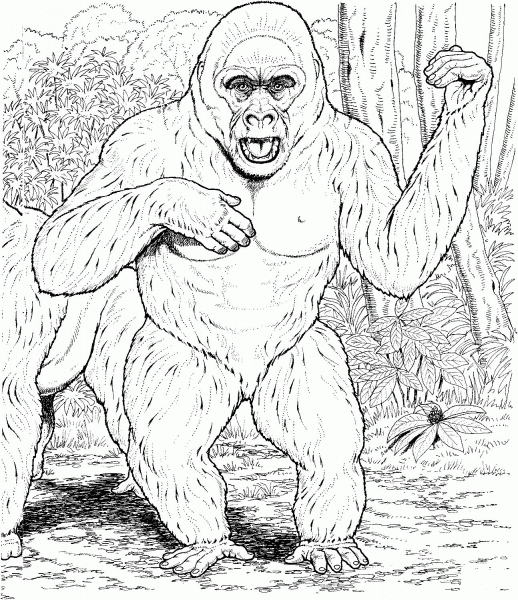 Gorilla Beats His Chest coloring page image