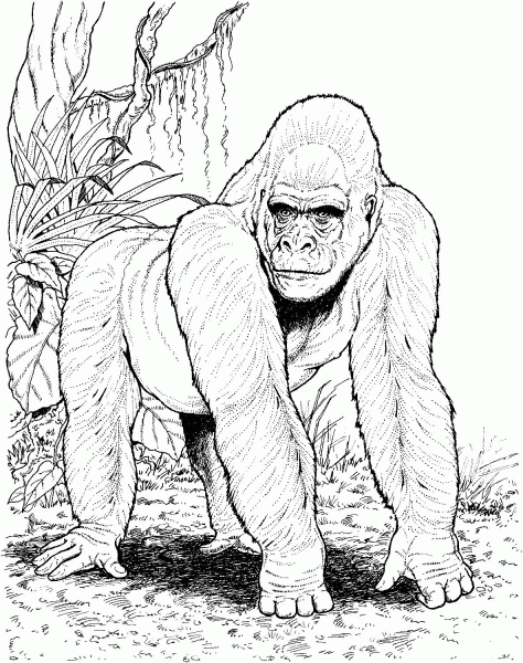 Gorilla In Jungle coloring page image
