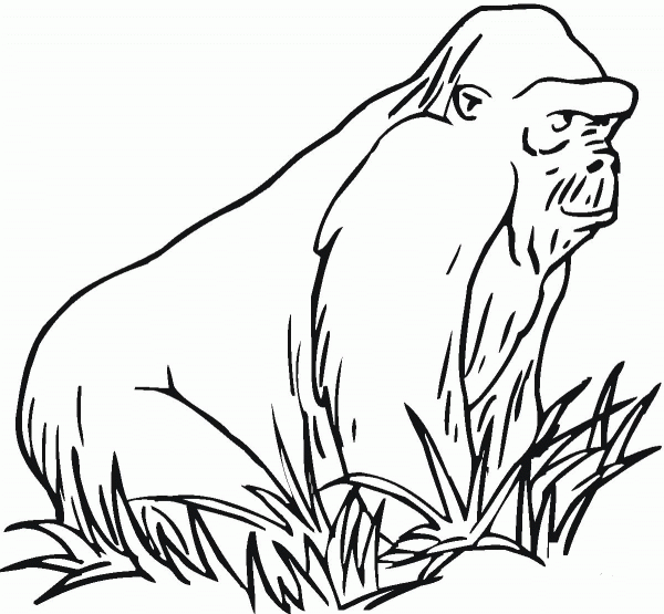 Gorilla On The Grass coloring page image