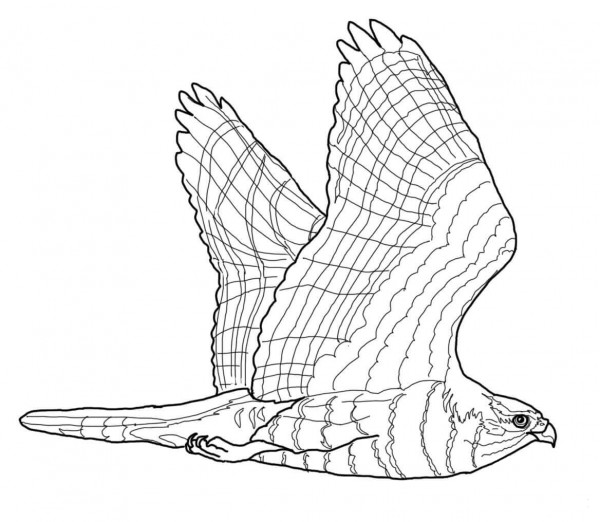 Goshawk coloring page image
