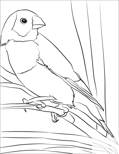 Gouldian Finch Bird coloring page image