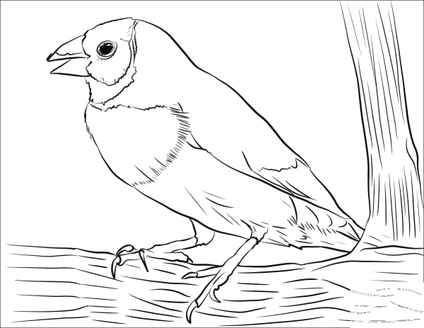 Gouldian Finch coloring page image