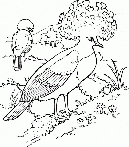 Goura or Crowned Pigeons coloring page image
