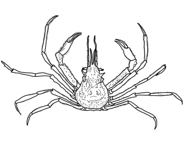 Graceful Decorator Crab coloring page image