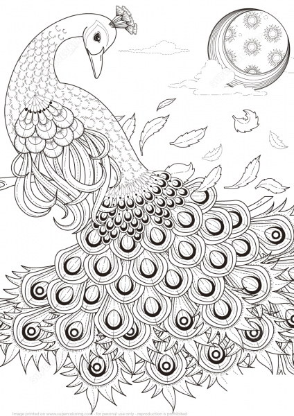 Graceful Peacock coloring page image