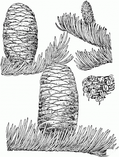 Grand Fir Cones coloring page image