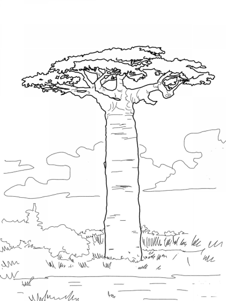 Grandidier’s Baobab coloring page image