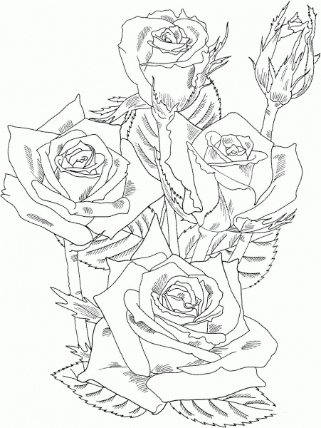 Grandiflora Prominent Bush Roses coloring page image