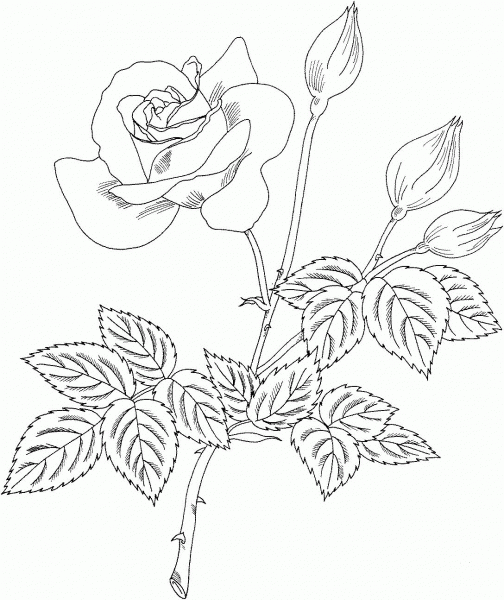 Grandiflora Rose ‘Cherry Vanilla’ coloring page image